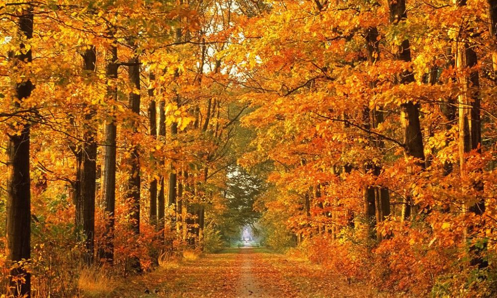Autumn